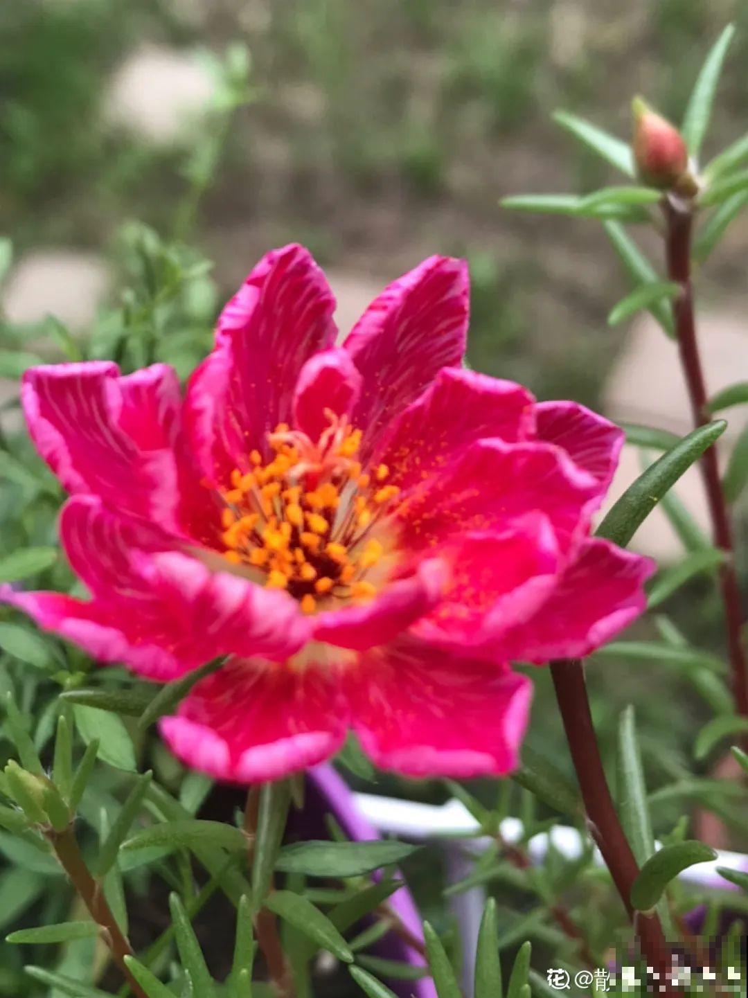 养花怎么才能人工授粉?一根小棉棒,就能解决问题! 养花怎么才能人工授粉?一根小棉棒,就能解决问题!