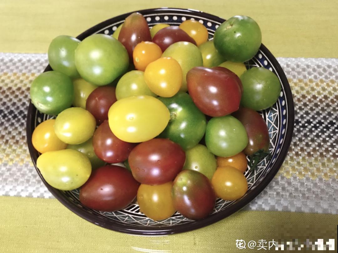 西红柿、玉米……埋土里，7天长成小森林，结出果子一大筐！