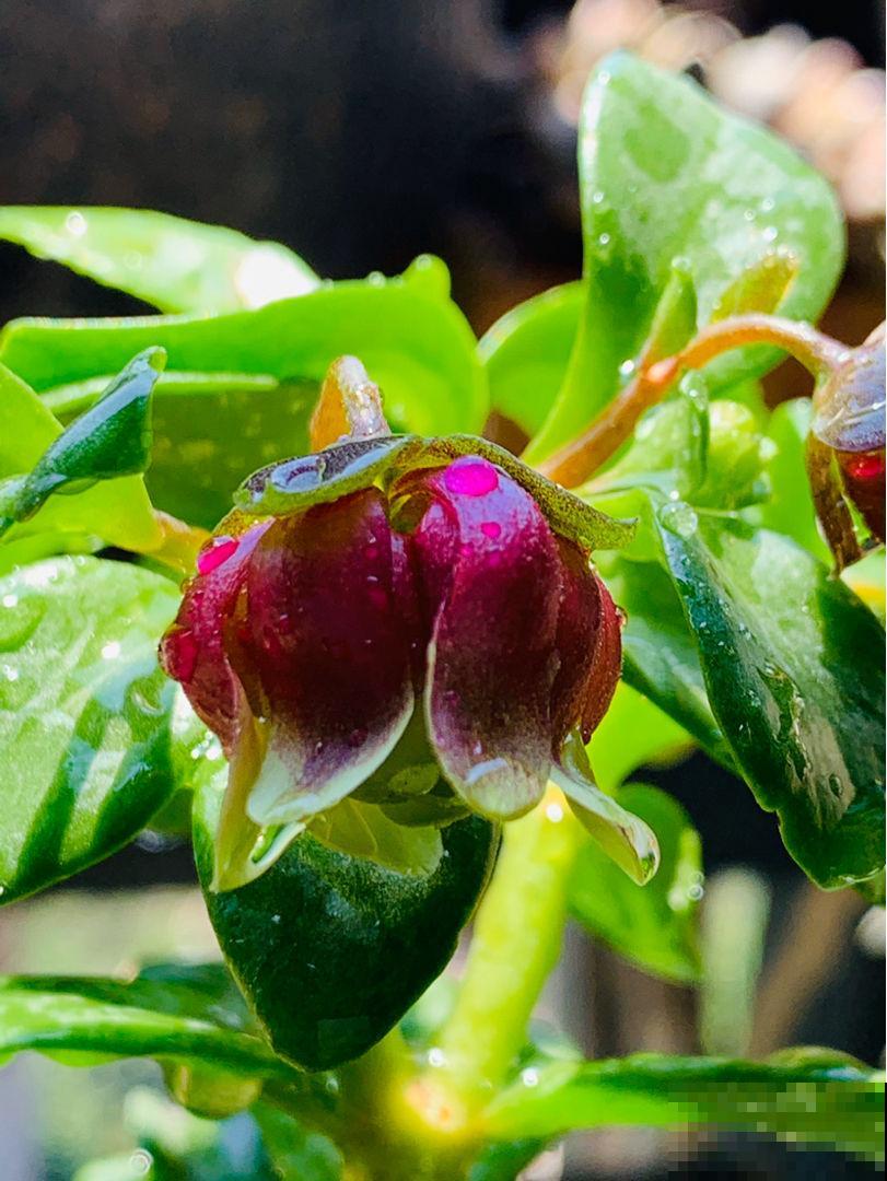 秋冬新宠“小铃铛”，原来叫宫灯长寿，跟不死鸟是亲戚