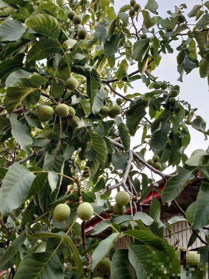 院子里种棵守家果树,镇宅风水好,旺人旺家 院子里种棵守家果树,镇宅风水好,旺人旺家