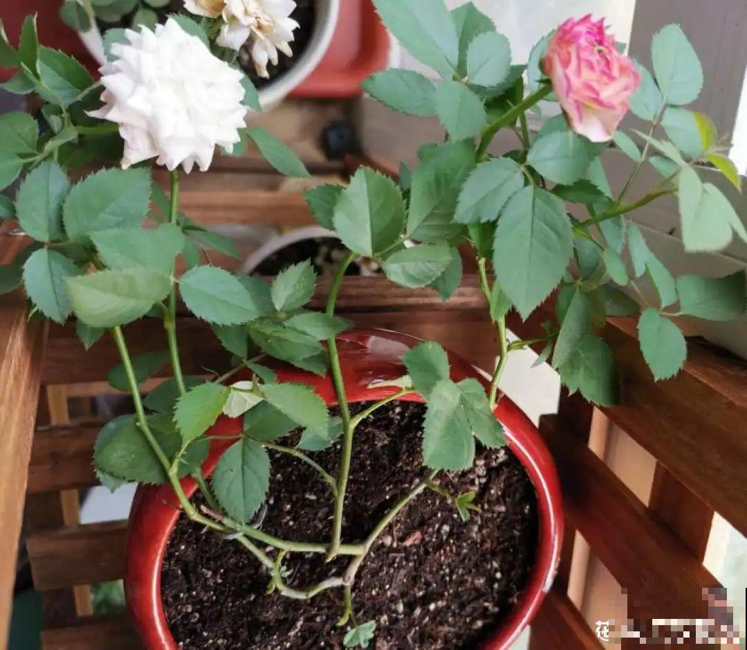 月季秋天这么养,长得快,狂冒芽,开花直到冬天! 月季秋天这么养,长得快,狂冒芽,开花直到冬天!