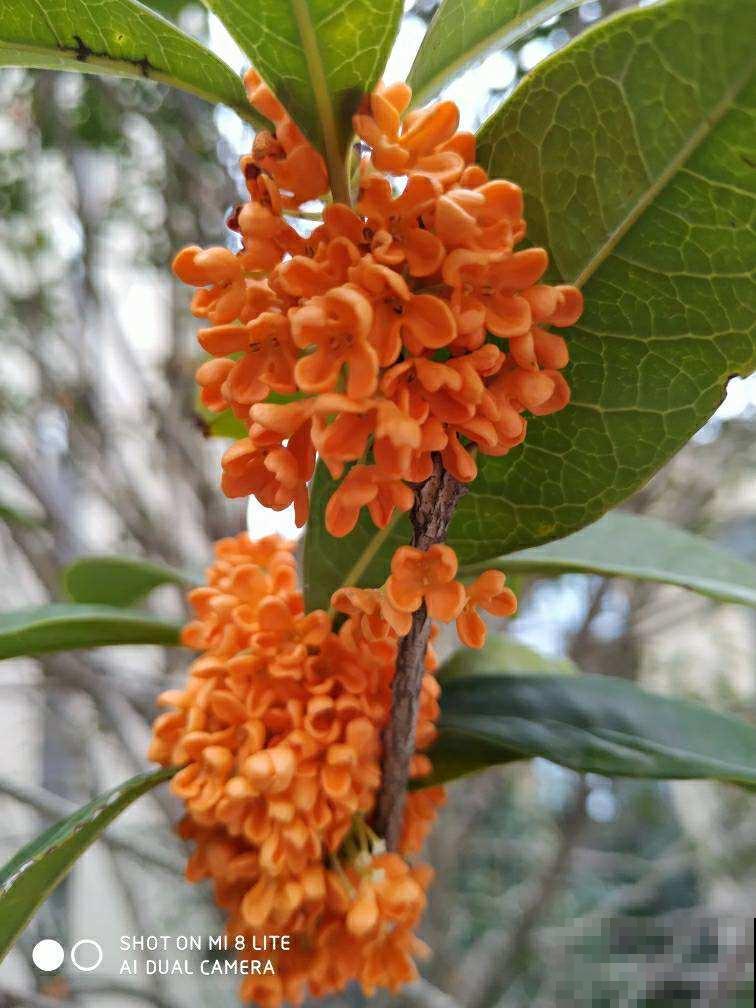 九月份养桂花,5个要点要记牢,不然花叶掉光了,只剩光杆 九月份养桂花,5个要点要记牢,不然花叶掉光了,只剩光杆