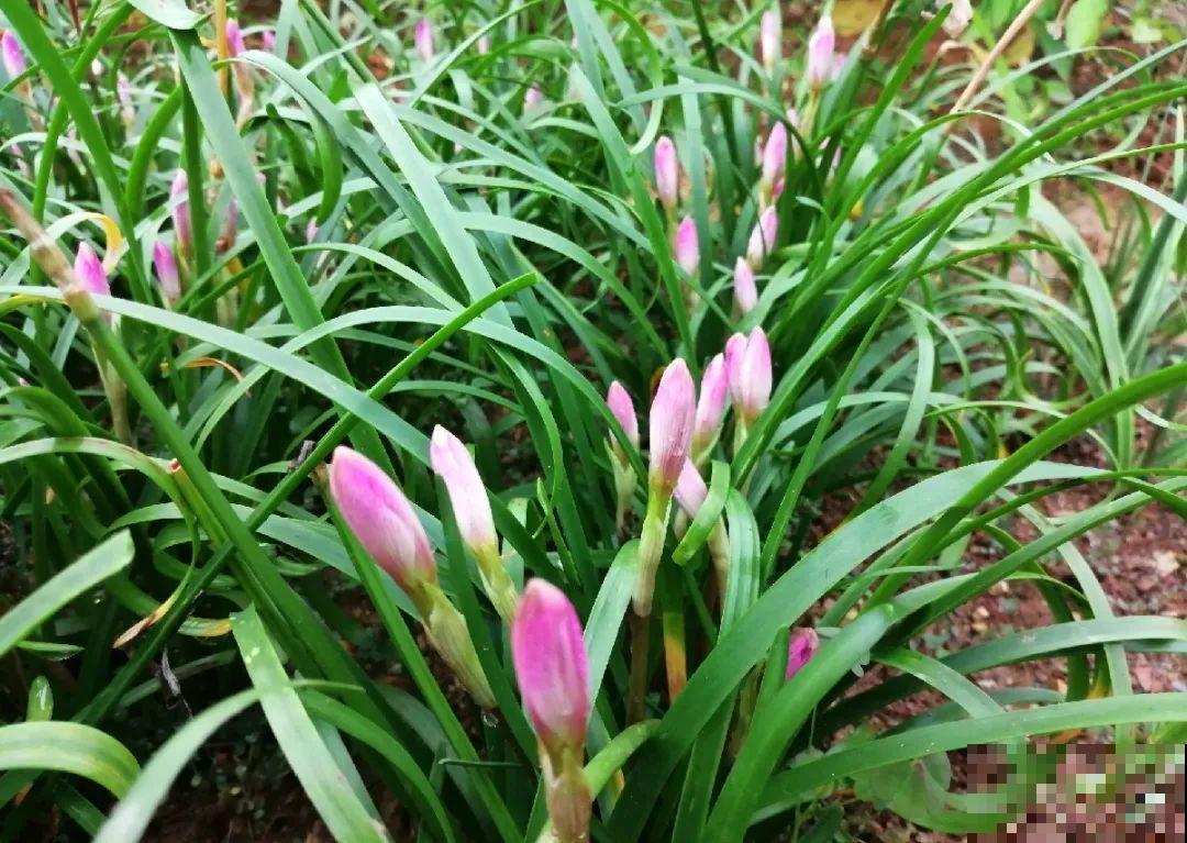 种花赚钱？要是有块地，真的发财了！