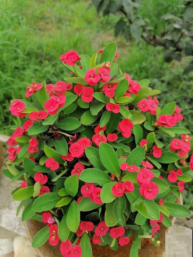 观赏佳品虎刺梅，4招养好，冬天也能开满盆！