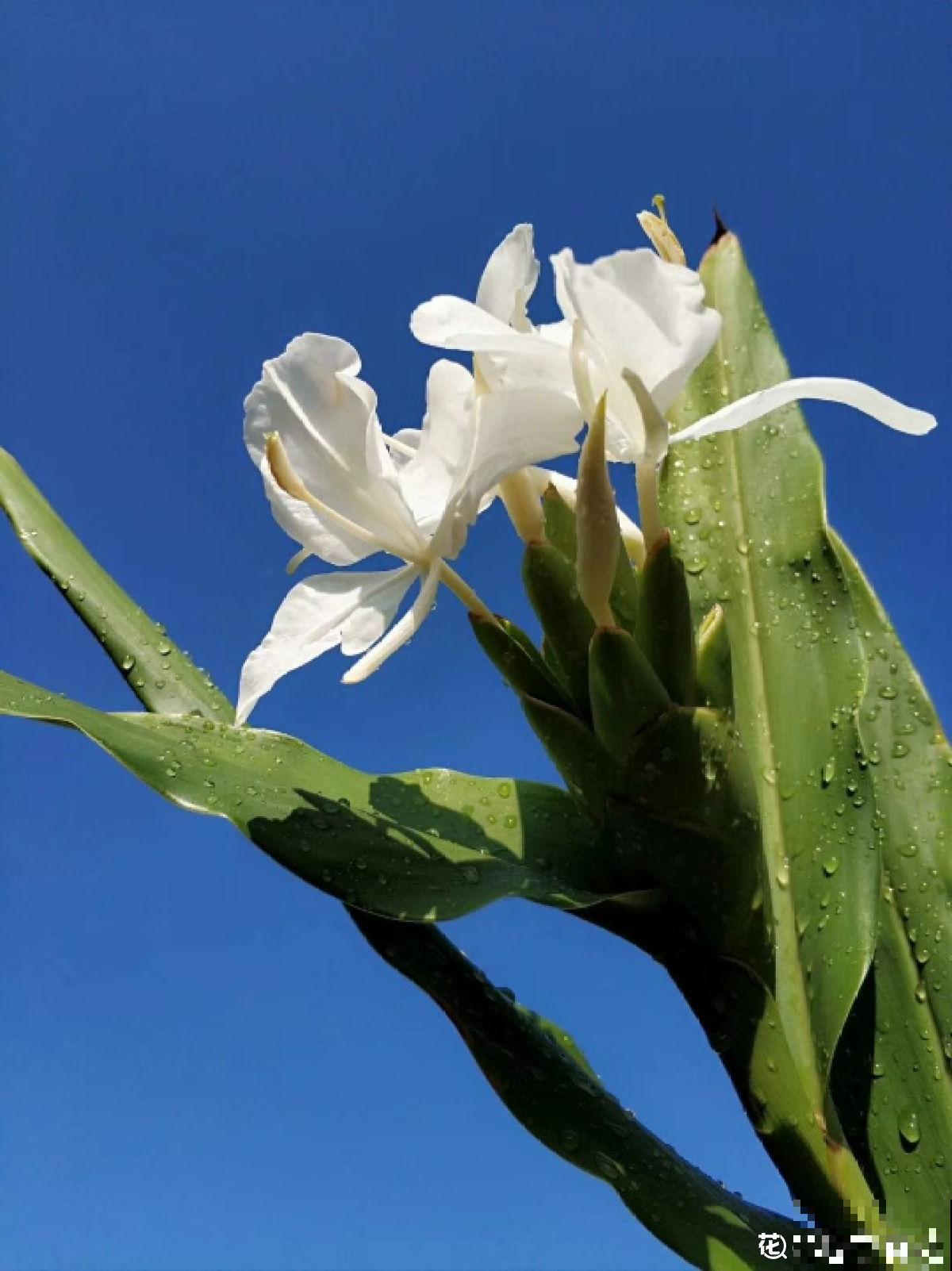 5种名字叫蝴蝶的花，全认识的没几个，最后一种长得太像了！