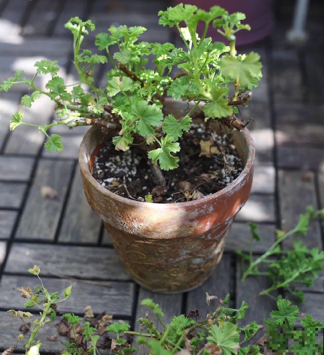 8种花,养小不养老,越老开花越少! 8种花,养小不养老,越老开花越少!