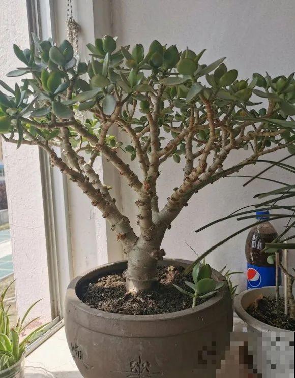 养花不一定要用大花盆，8种花要换小盆，挤着养才能长好