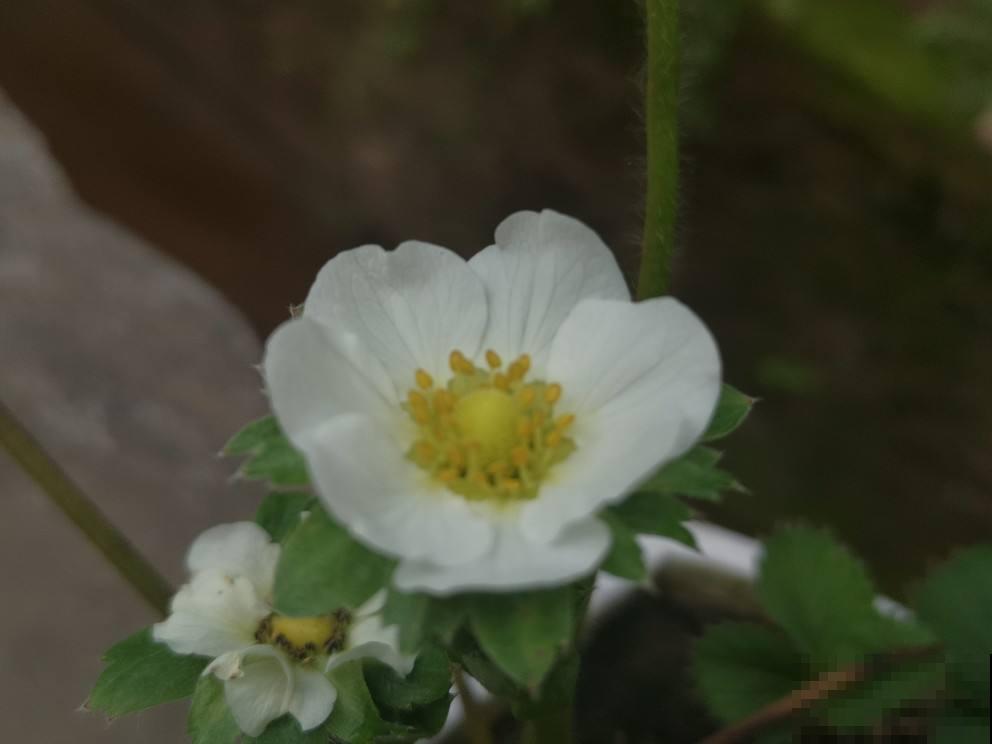 8种水果特常见，大部分人没见过开花，认识5种就是大神