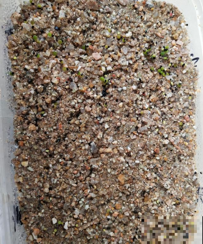 开花的仙人球,刷一下、结籽千千万,撒土里冒一盆苗! 开花的仙人球,刷一下、结籽千千万,撒土里冒一盆苗!