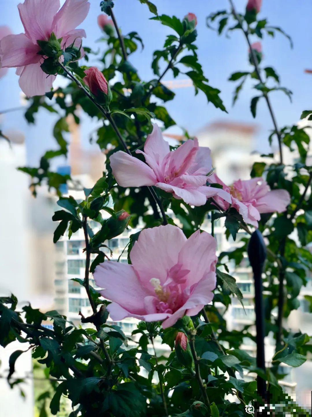 9月生日花，又美又香，寓意极好！