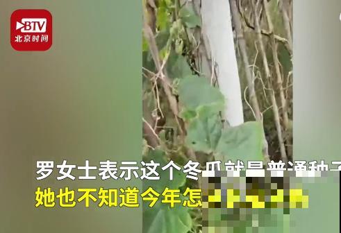 农村大姐，种出1.5米大冬瓜，我看谁还敢说矮！