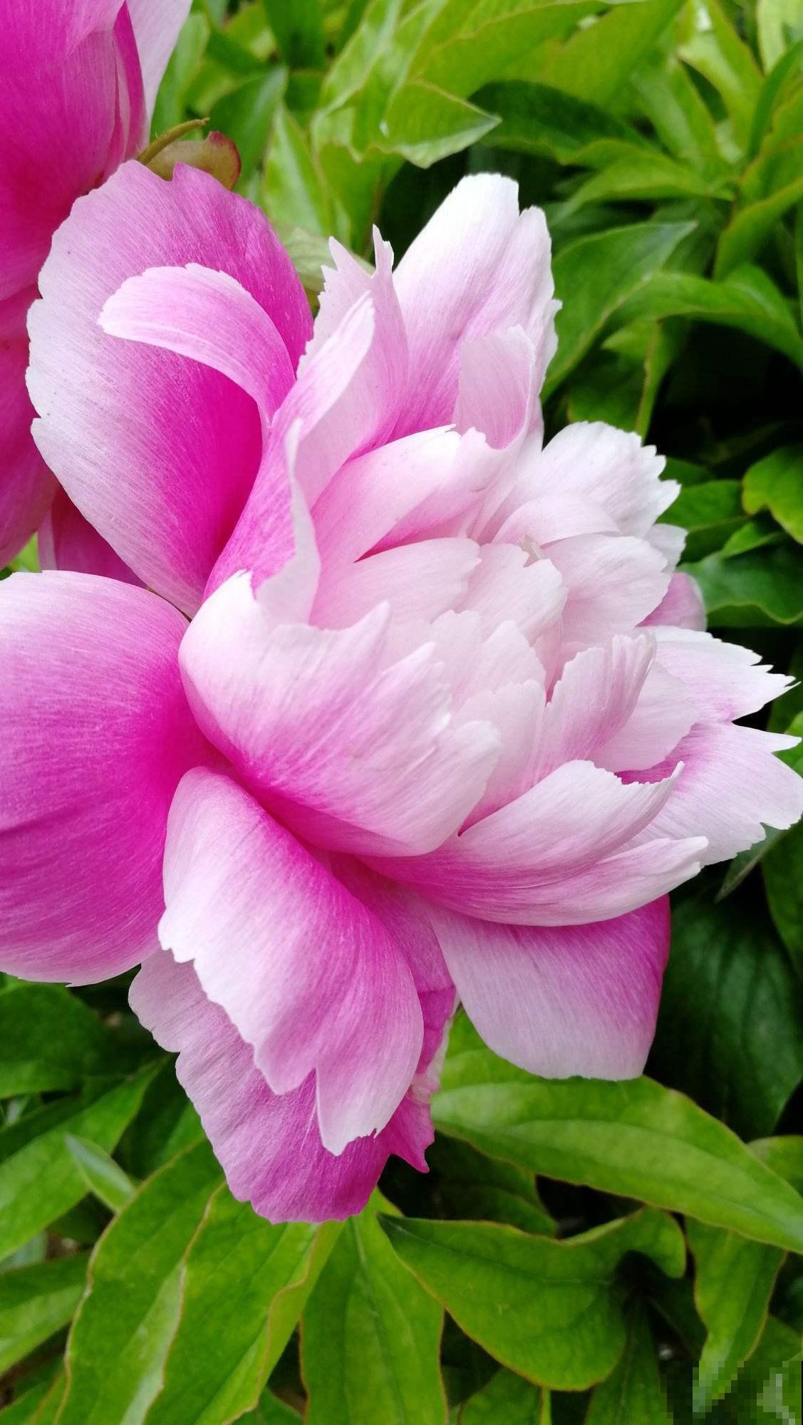 秋季养花大合集，30种花，你想要的我全有！