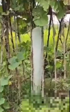 农村大姐，种出1.5米大冬瓜，我看谁还敢说矮！