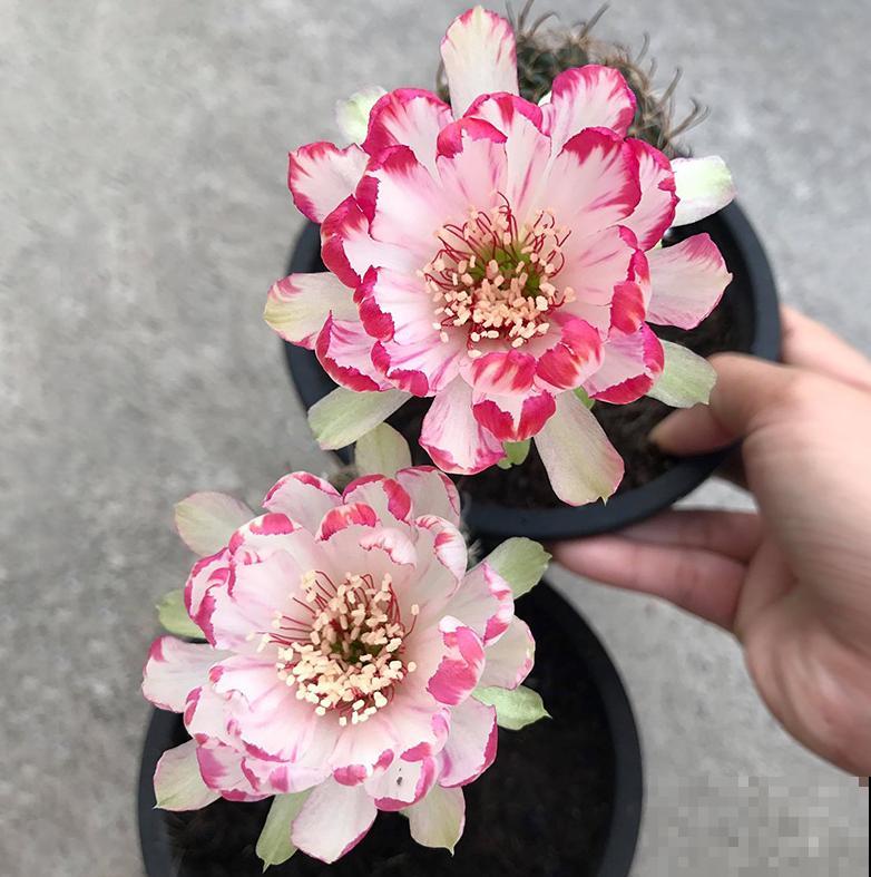 小众冷门仙人球,开花美过荷花,勤花又好养! 小众冷门仙人球,开花美过荷花,勤花又好养!