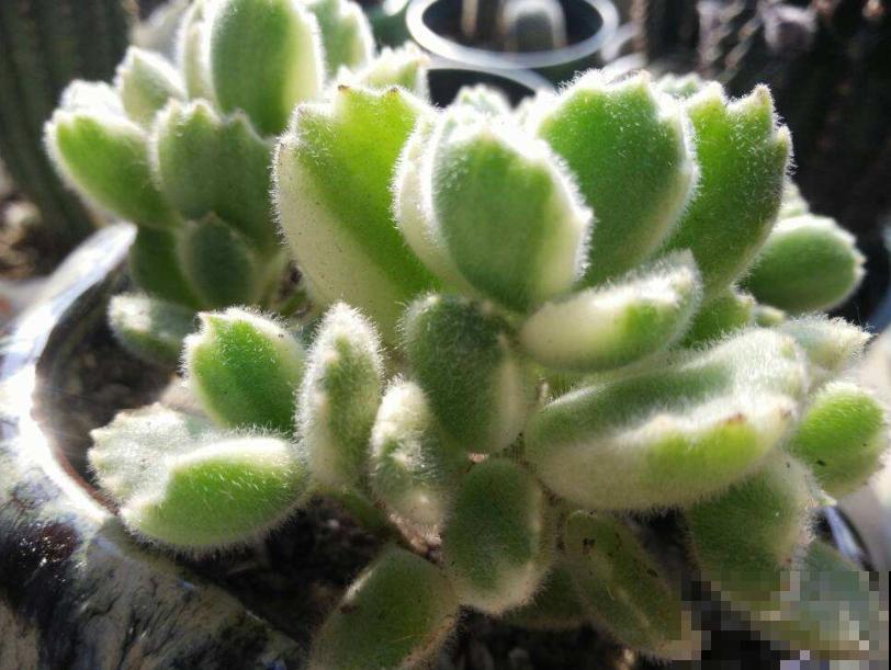 天生长毛的多肉，叶子毛绒绒，比玩具熊还可爱