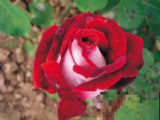 16种奇花异草,随便挑一个,你都没见过! 16种奇花异草,随便挑一个,你都没见过!