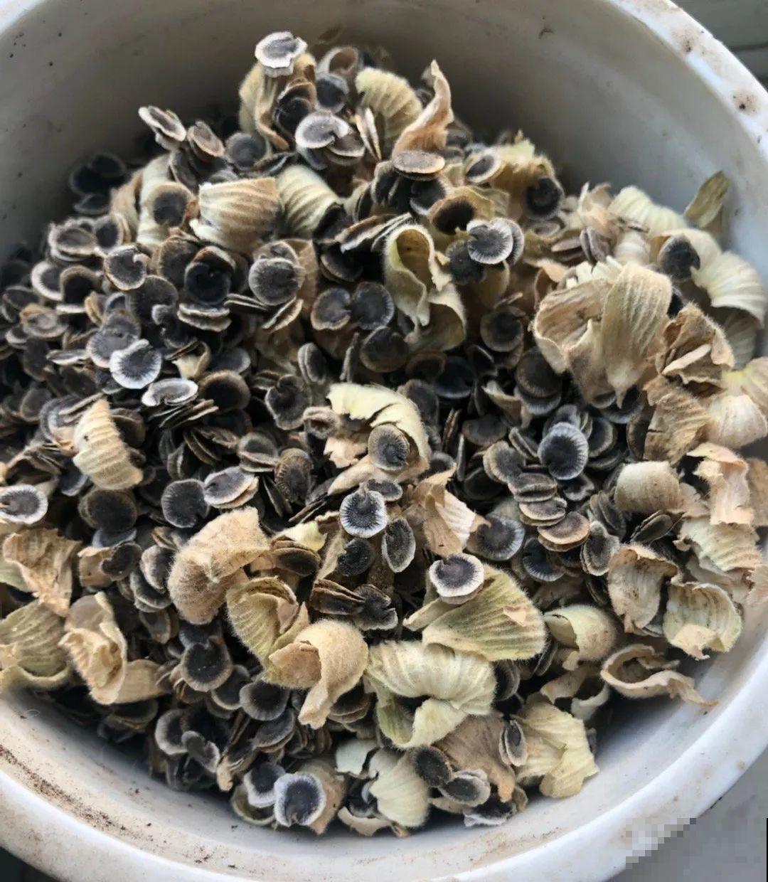 一次性的花，秋天开完就扔了，别浪费时间！