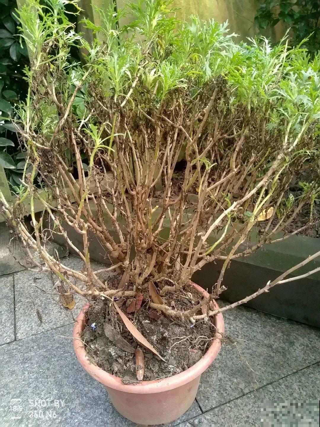 花堆成山,捡到手软,大麻袋都装不下了! 花堆成山,捡到手软,大麻袋都装不下了!