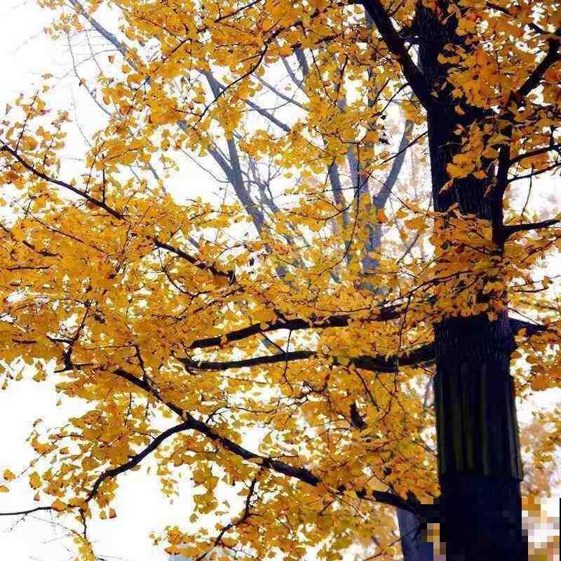 植物界的4种“老寿星”,抱回家一盆,养能养几十年! 植物界的4种“老寿星”,抱回家一盆,养能养几十年!