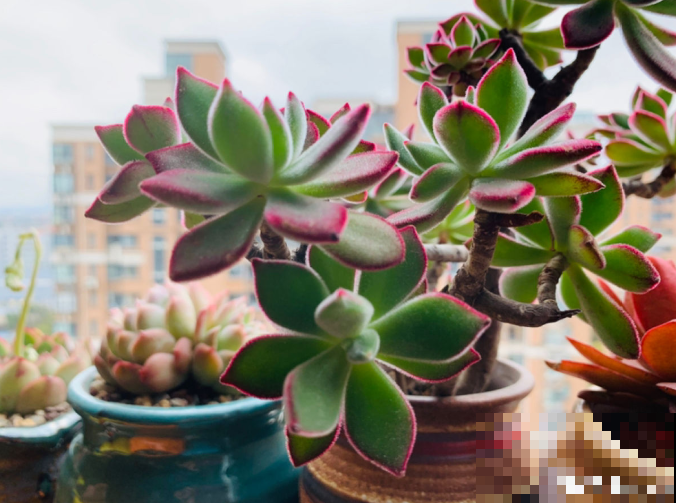 天生长毛的多肉，叶子毛绒绒，比玩具熊还可爱