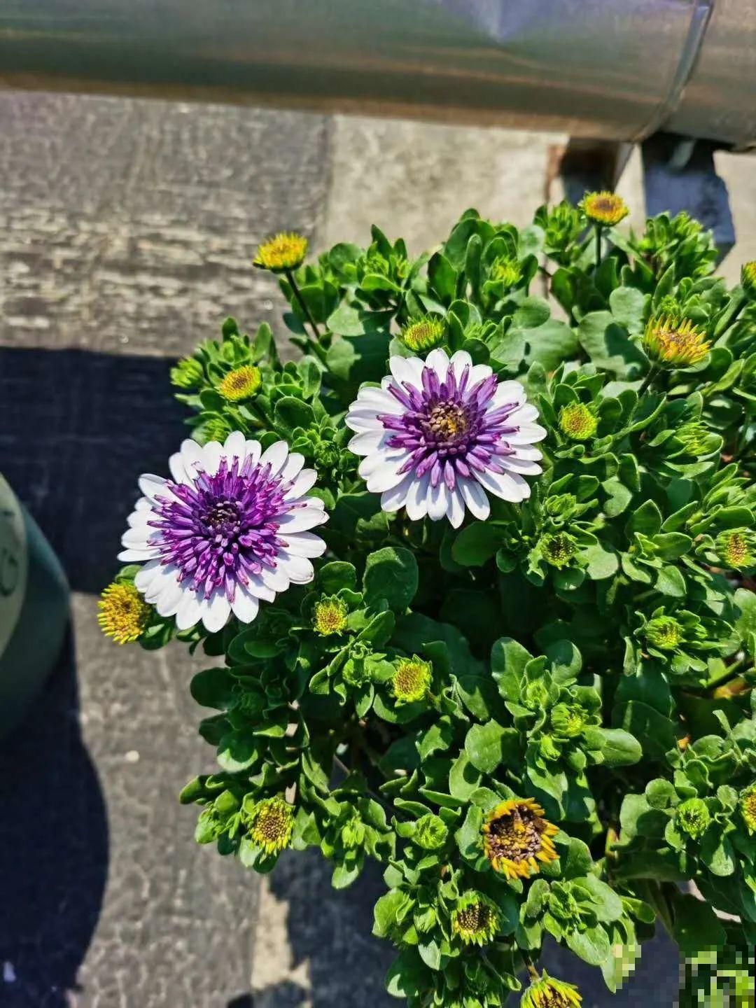 我在公司养300盆花，老板没批评，还帮忙拍照！