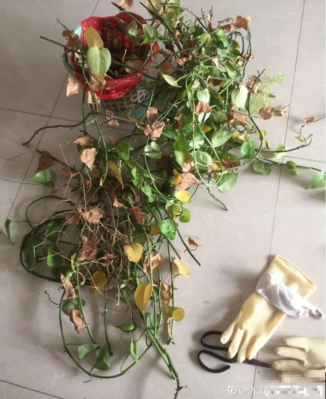 龟背竹长出长鞭子，连着茎一块砍下来，种土里就能活