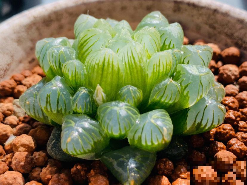 家里养玉露，扣个塑料瓶，立马水晶透亮