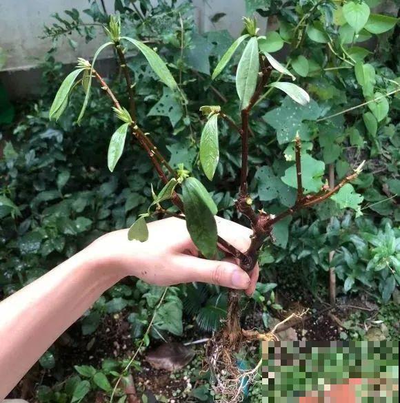 秋老虎来了，9种花进入“死期”，切莫大意！