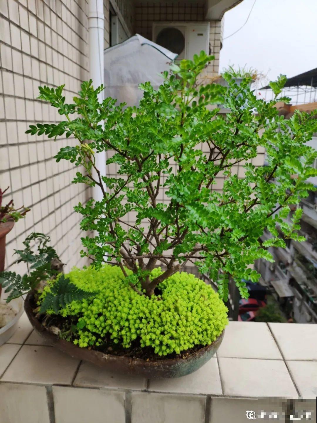 盆面冒杂草，到底拔不拔？