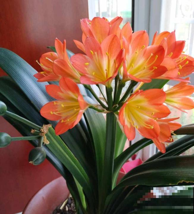 最适合各个地方养的花，快看你的家乡，适合养哪些花！