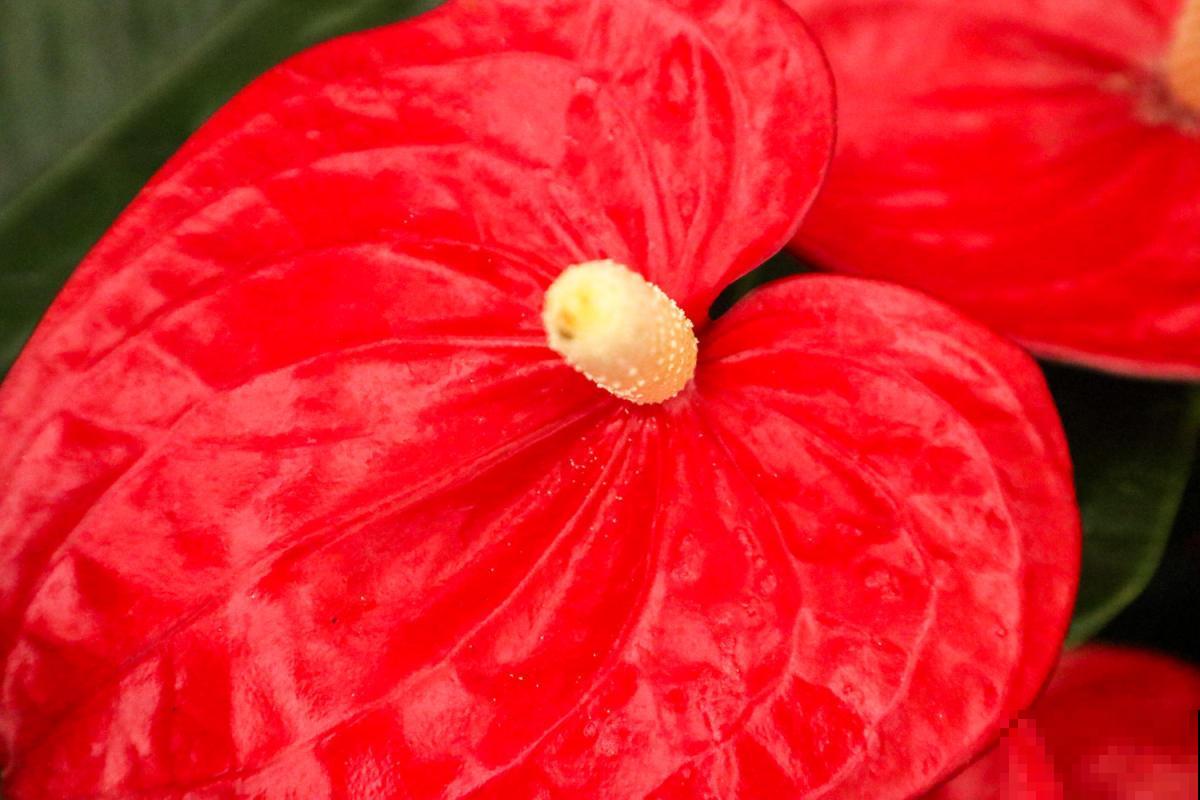 漂亮的花烛,红得像火,家里种一盆特喜庆! 漂亮的花烛,红得像火,家里种一盆特喜庆!