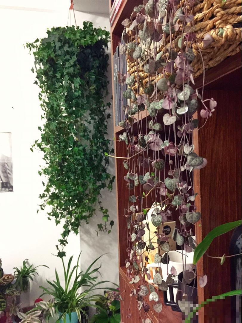 秋天养多肉,超容易爆头,选好品种是关键 秋天养多肉,超容易爆头,选好品种是关键