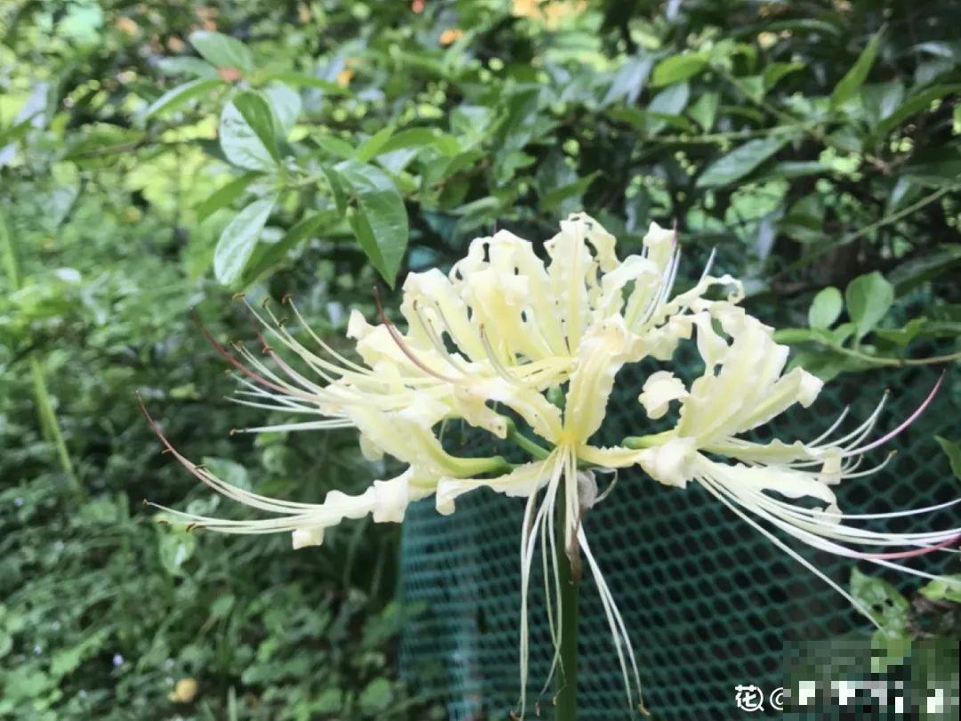 罂粟花不能随便种,私自种植,就得薅光 罂粟花不能随便种,私自种植,就得薅光