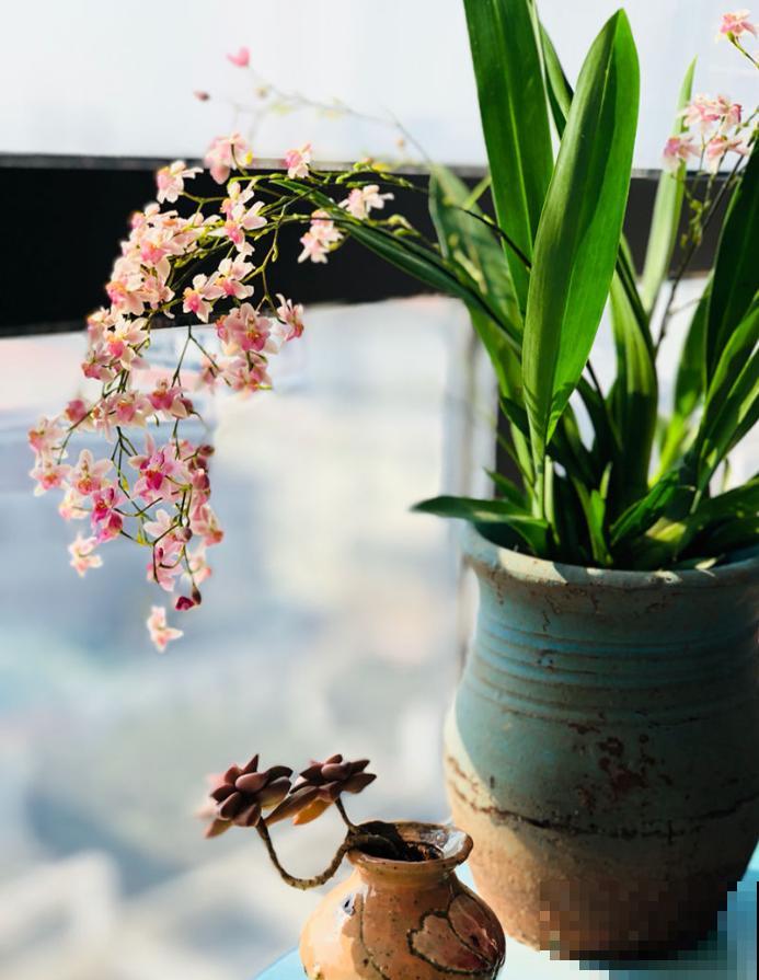 20种秋天开花的植物,外出看到,记得拍照欣赏! 20种秋天开花的植物,外出看到,记得拍照欣赏!