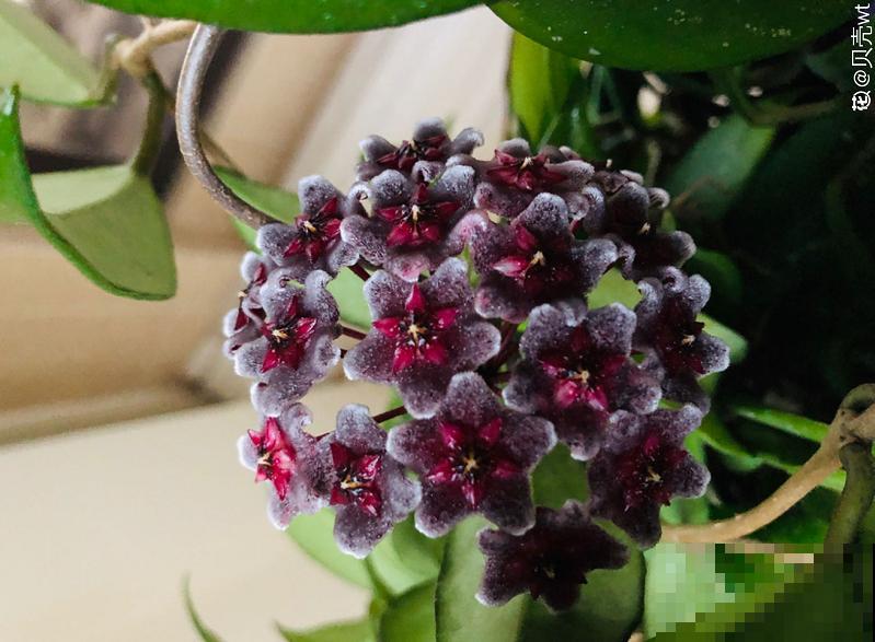 这些花一个比一个好看，但是大家都不喜欢，难道是不吉利？