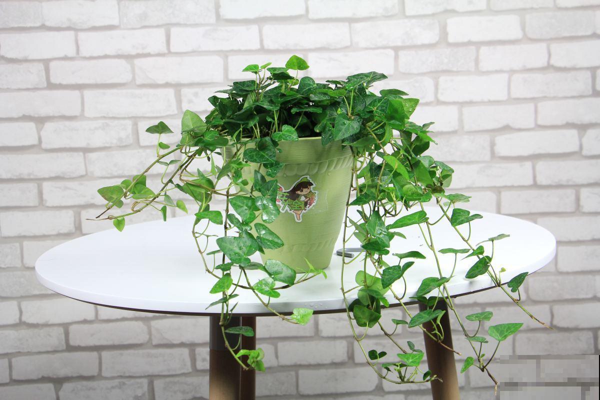 卧室养这5种植物，好看又能释放氧气，让你舒适好梦！