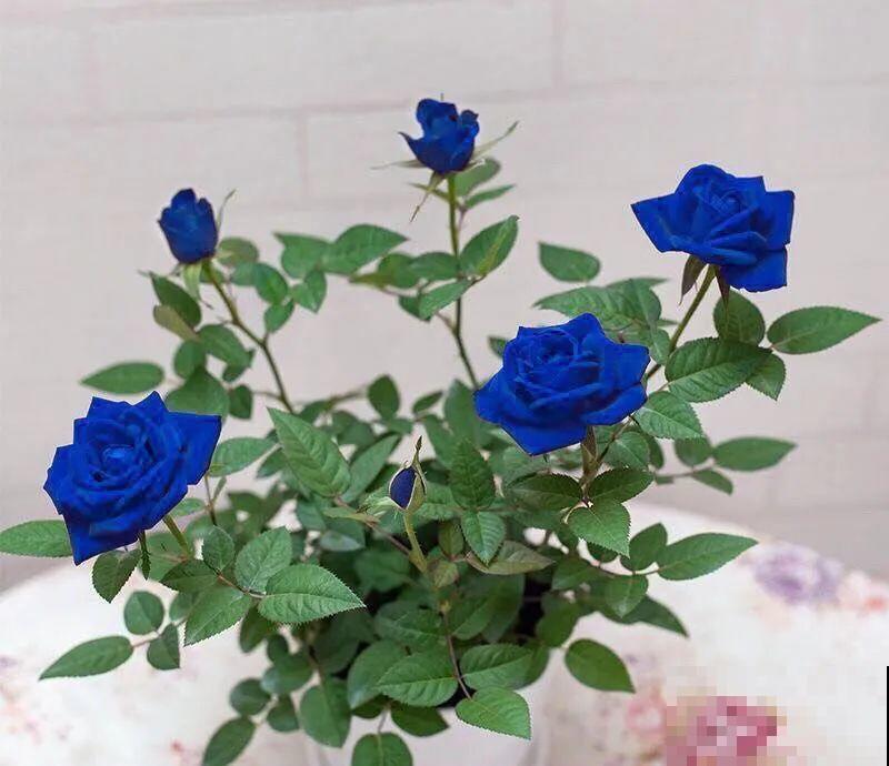 7种花,全是骗人的,白花冤枉钱! 7种花,全是骗人的,白花冤枉钱!