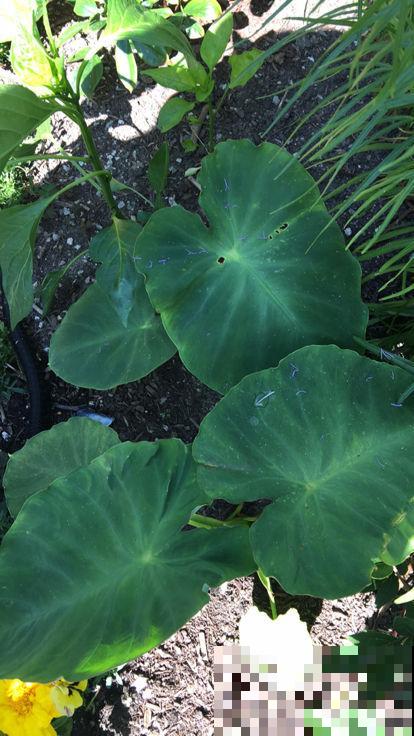 在家养盆芋头，叶子油亮直晃眼，还能拎出满盆小芋头