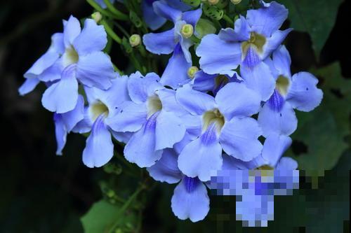 9种罕见又美妙的植物,你要认识一种,我都承认你厉害! 9种罕见又美妙的植物,你要认识一种,我都承认你厉害!