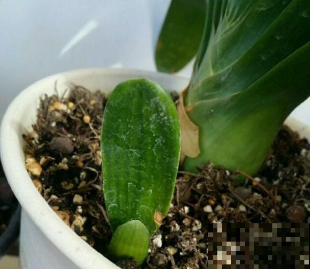 君子兰3大养护难题,一次性给你解决,今年准时开花! 君子兰3大养护难题,一次性给你解决,今年准时开花!