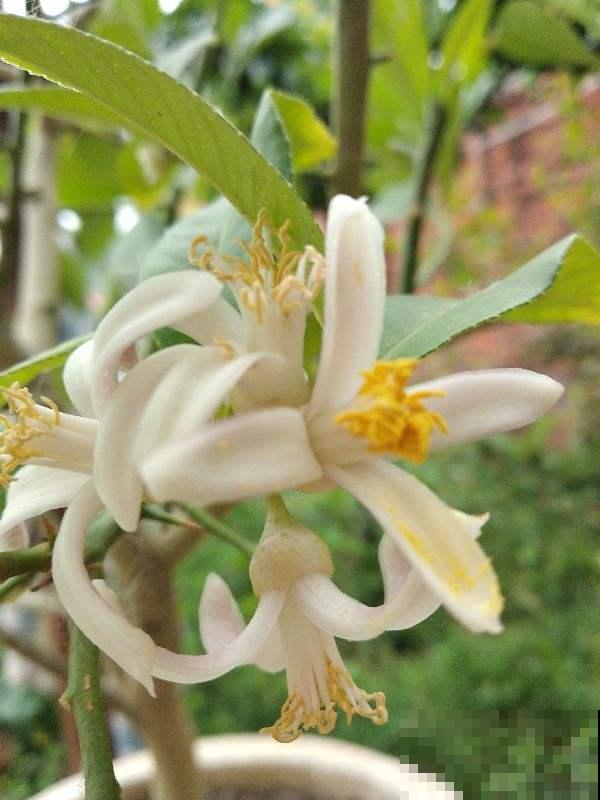 屋里养盆香水花,满屋子香喷喷,还能杀菌消毒 屋里养盆香水花,满屋子香喷喷,还能杀菌消毒