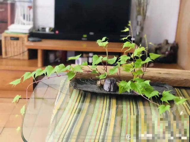 玉米掰一半，泡水里长成绿植，比花还美