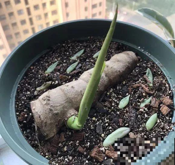 龟背竹长出长鞭子，连着茎一块砍下来，种土里就能活