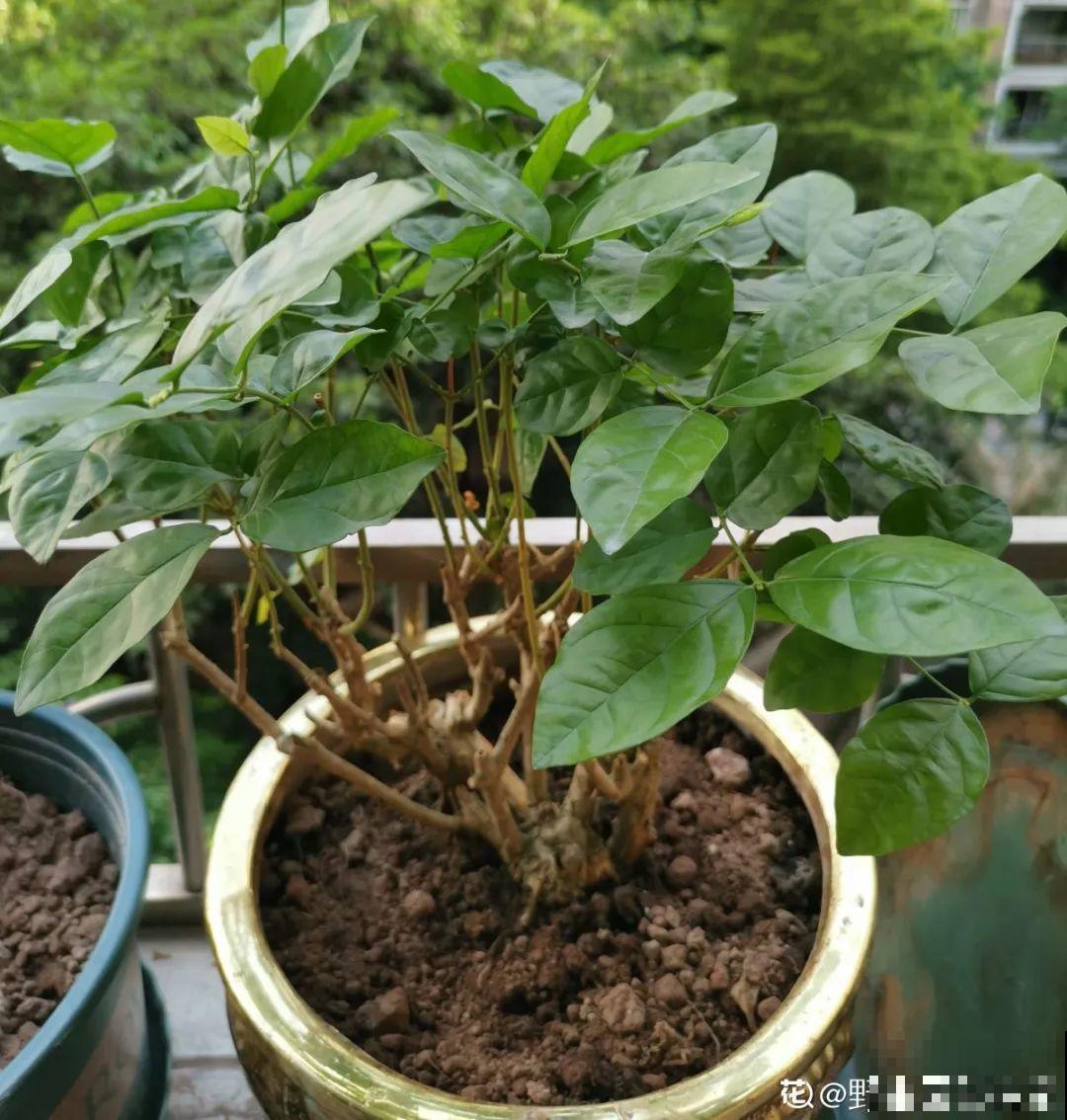 8种花,养小不养老,越老开花越少! 8种花,养小不养老,越老开花越少!