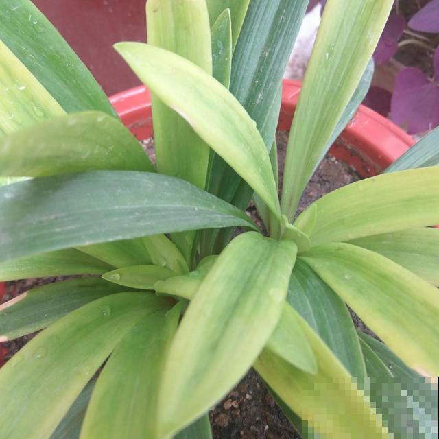 家里的花长得丑?给它一刀,叶子嗖嗖疯长! 家里的花长得丑?给它一刀,叶子嗖嗖疯长!