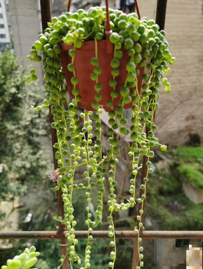 5种多肉，吊起来养，长成一面瀑布太霸气！