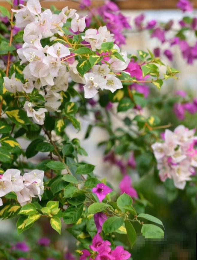 养花在精不在多,一盆精品,胜过10盆普通花! 养花在精不在多,一盆精品,胜过10盆普通花!
