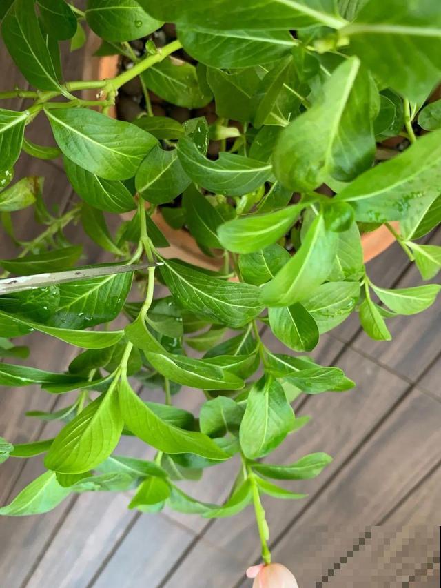 8种花要舍得掐,才能越长越旺盛 8种花要舍得掐,才能越长越旺盛