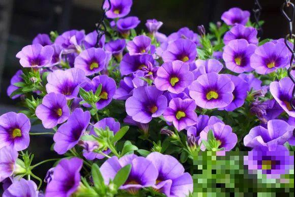 秋天的院子,养点喜欢的花,乐得自在 秋天的院子,养点喜欢的花,乐得自在