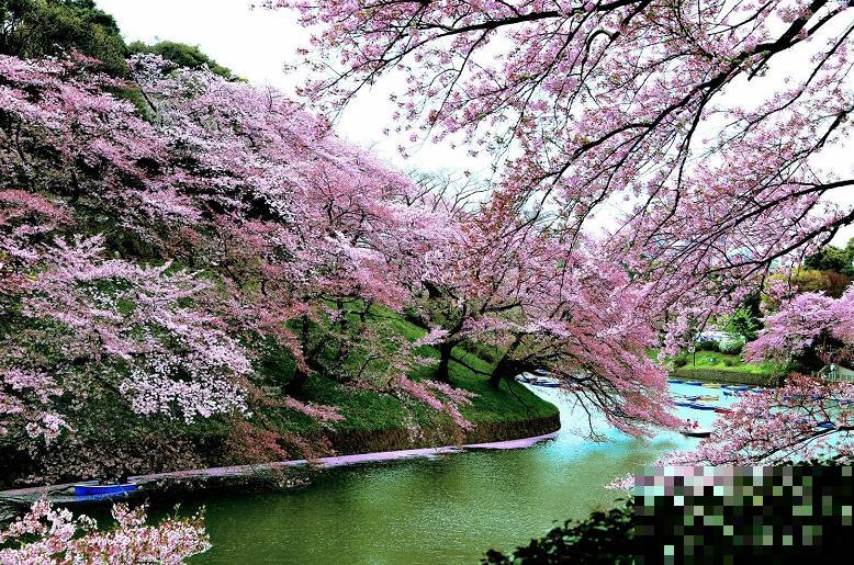 养花人都有个田园梦:一处小院,繁花盛开! 养花人都有个田园梦:一处小院,繁花盛开!